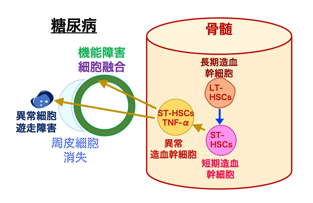 異常な骨髄由来細胞（BMDCs）