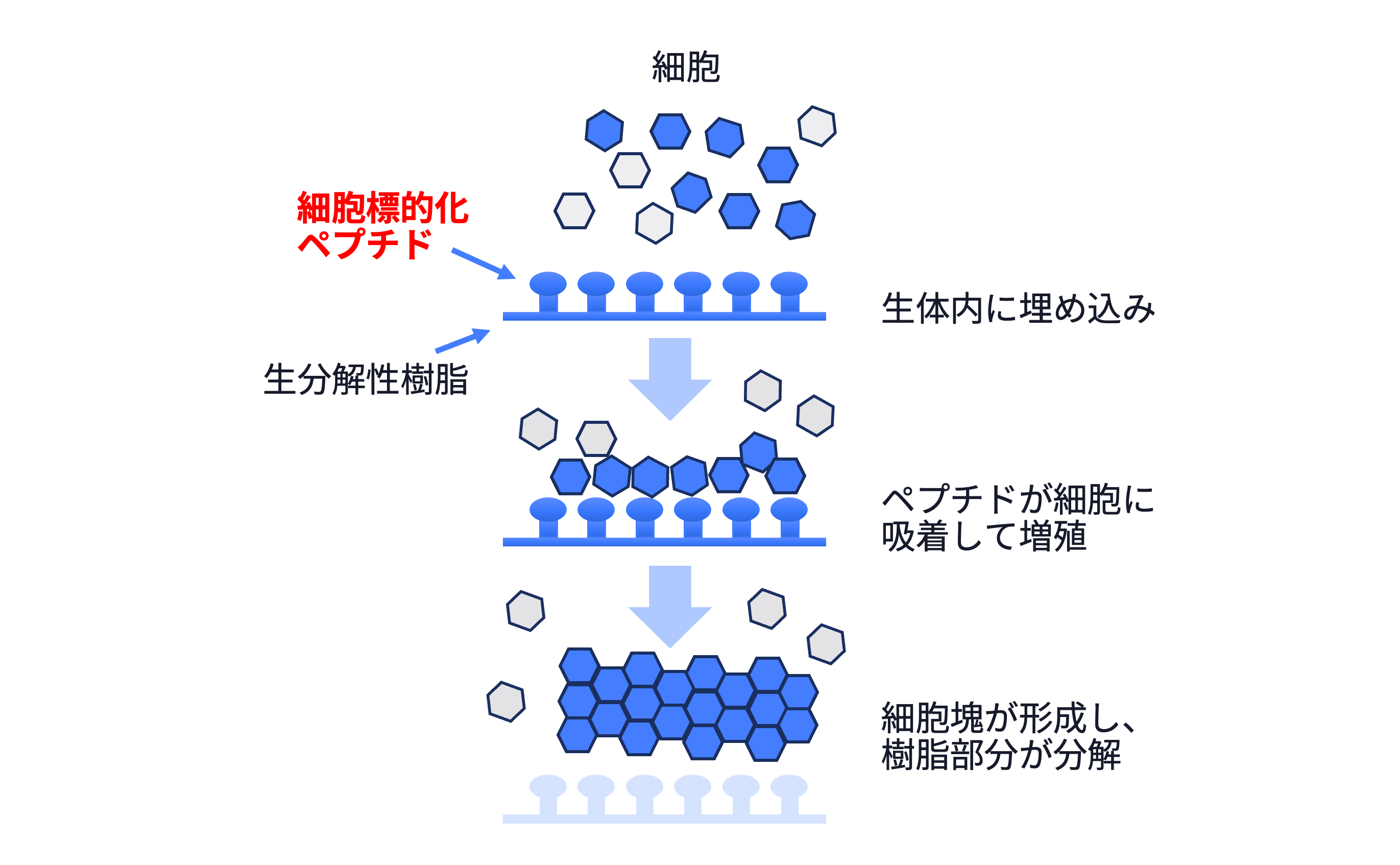 細胞標的化による組織再生